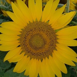 Meet your Posher, Tanya